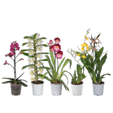 Orchidee mix 1 tak